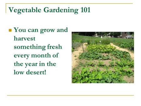 Vegetable Gardening 101 You can grow and harvest something fresh every month of the year in the low desert!