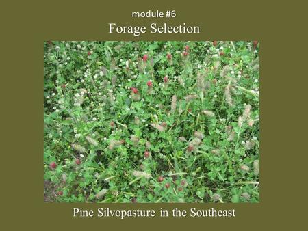 Module #6 Forage Selection Pine Silvopasture in the Southeast.