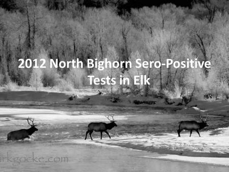 2012 North Bighorn Sero-Positive Tests in Elk. Bald Mountain Bear Creek.