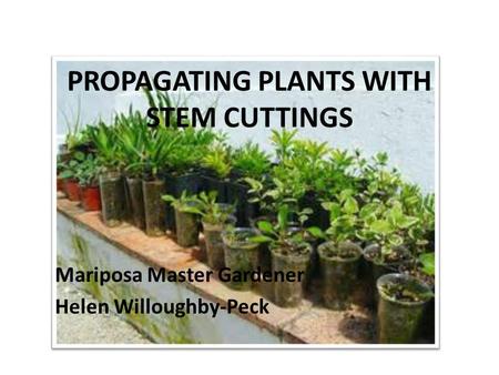 PROPAGATING PLANTS WITH STEM CUTTINGS Mariposa Master Gardener Helen Willoughby-Peck.