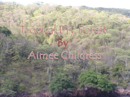 Tropical Dry Forest By Aimee Childress.