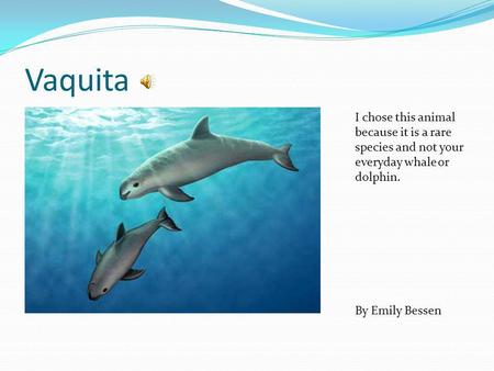 Vaquita I chose this animal because it is a rare species and not your everyday whale or dolphin. By Emily Bessen.