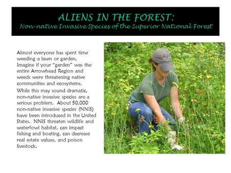 ALIENS IN THE FOREST: Non-native Invasive Species of the Superior National Forest Almost everyone has spent time weeding a lawn or garden. Imagine if your.