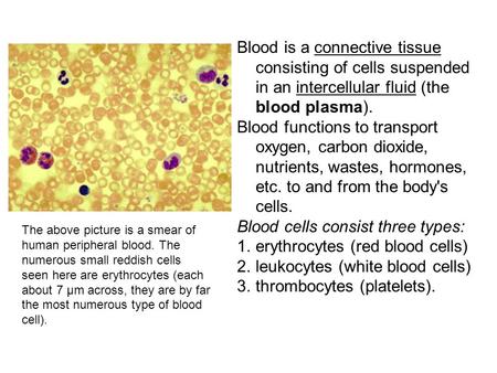 Blood is a connective tissue consisting of cells suspended in an intercellular fluid (the blood plasma). Blood functions to transport oxygen, carbon dioxide,
