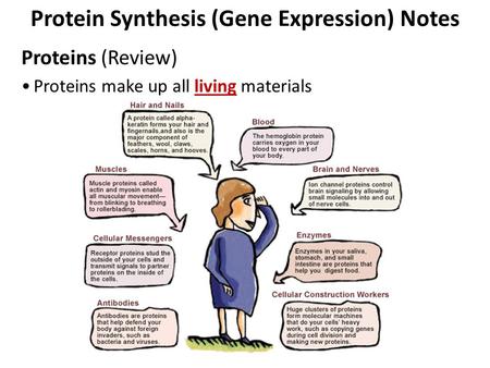 Protein Synthesis (Gene Expression) Notes