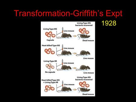 Transformation-Griffith’s Expt 1928. DNA Mediates Transformation Convert IIR to IIIS By DNA?