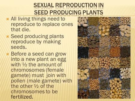 Sexual Reproduction in seed producing plants