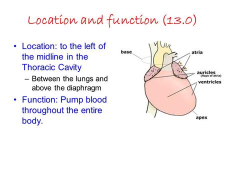 Location and function (13.0) Location: to the left of the midline in the Thoracic Cavity –Between the lungs and above the diaphragm Function: Pump blood.