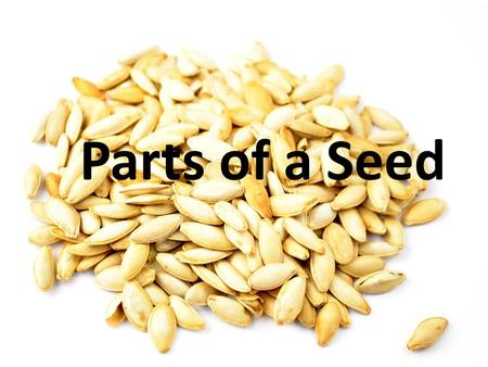 Parts of a Seed.