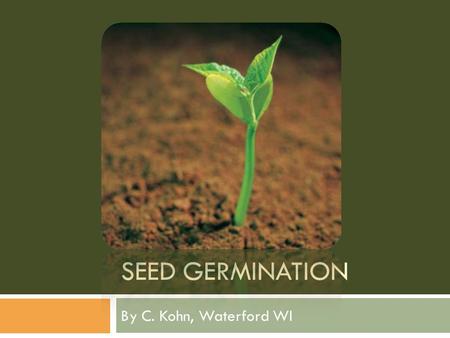 Seed Germination By C. Kohn, Waterford WI.