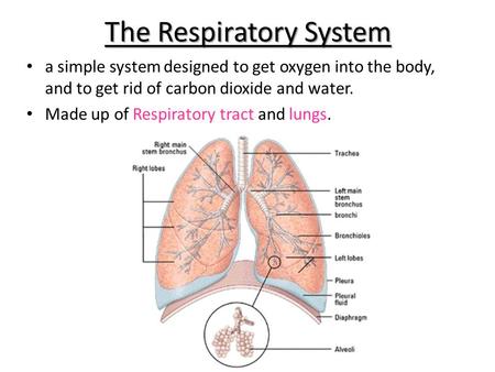 The Respiratory System a simple system designed to get oxygen into the body, and to get rid of carbon dioxide and water. Made up of Respiratory tract and.