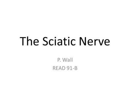 The Sciatic Nerve P. Wall READ 91-B. The sciatic nerve passes from the lower spine to the feet.
