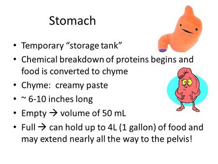 Stomach Temporary “storage tank”