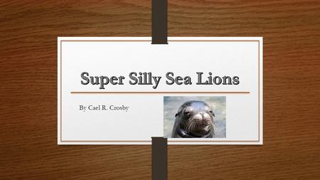 By Cael R. Crosby Sea Lions are Classified in Strange Ways Sea lions are considered Marine Mammals. Males are classified as bulls and females are cows.