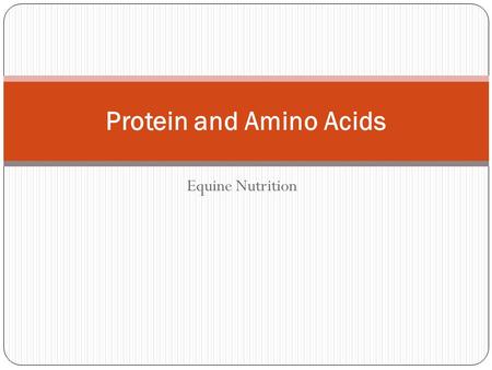 Equine Nutrition Protein and Amino Acids. Introduction Protein is a major component of most body tissues including: Muscle Bone Cartilage Tendons and.