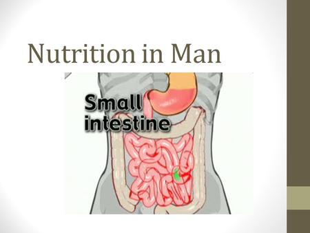 Nutrition in Man. Let’s Recap! What are the 3 parts of the small intestine? What are the 3 secretions found in the duodenum? Are you able to recall what.