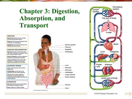 Chapter 3: Digestion, Absorption, and Transport