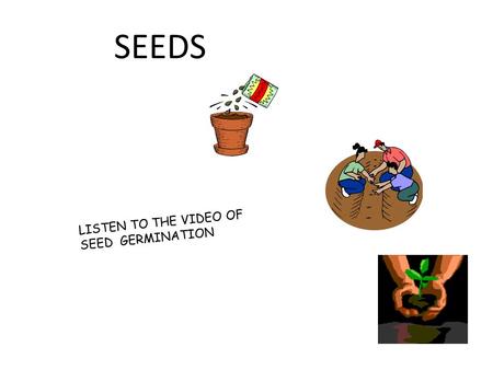 SEEDS LISTEN TO THE VIDEO OF SEED GERMINATION We get different kinds of seeds from plants cucumber (vegetable) flower Watermelon (fruit) other nuts pine.