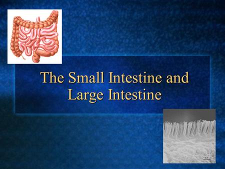The Small Intestine and Large Intestine