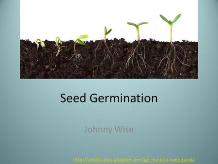 Seed Germination Johnny Wise
