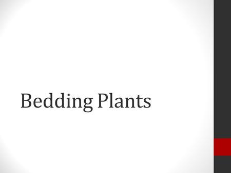 Bedding Plants. Where We Are Headed Wk. 1: Review  Anatomy, Types, Soil…. Wk. 2: Transplanting & Seedlings Wk. 3: Growth Regulators Wk. 4: Growth Regulators.