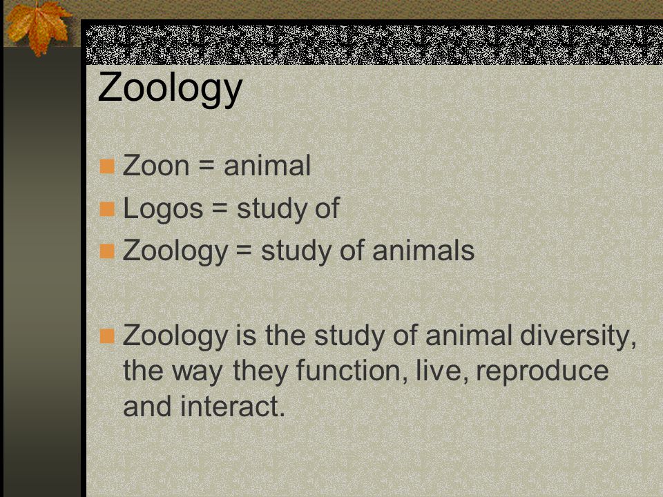 Zoology Zoon = animal Logos = study of Zoology = study of animals - ppt  video online download