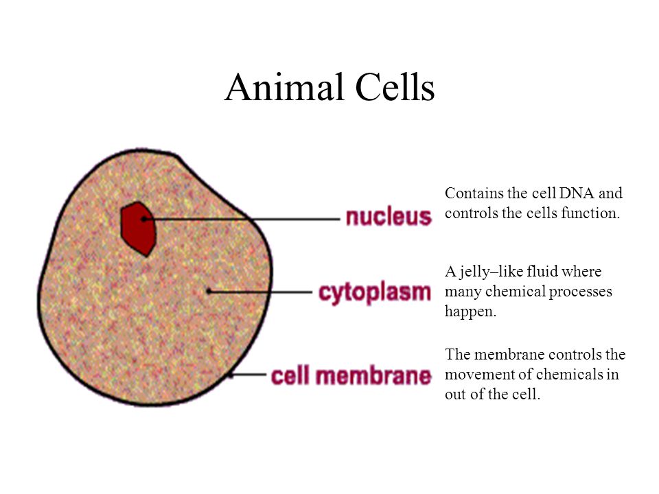 Animal Cells Contains the cell DNA and controls the cells function. - ppt  video online download