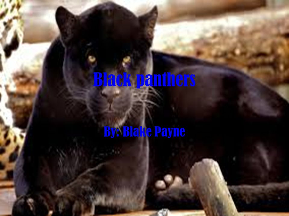 Black panthers By: Blake Payne. - ppt video online download