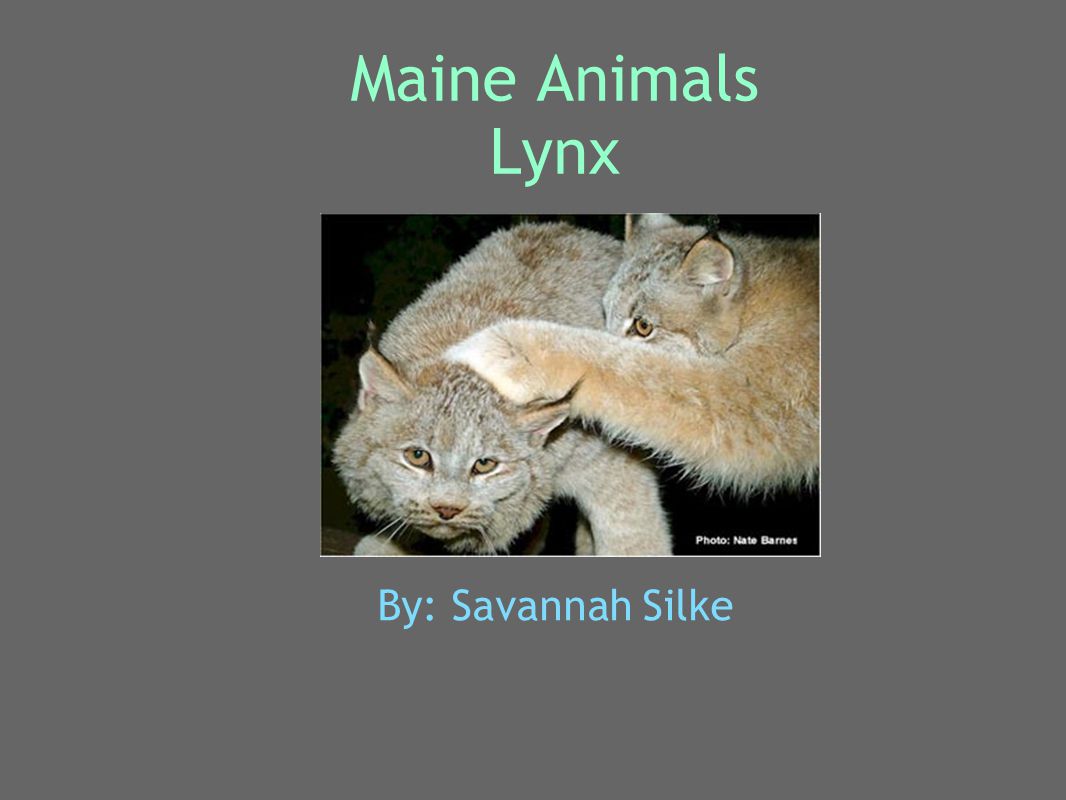 Maine Animals Lynx By: Savannah Silke. Animal's Name My animal is a lynx.  Its scientific name is lynx canadensis. The males and females don't have  special. - ppt download