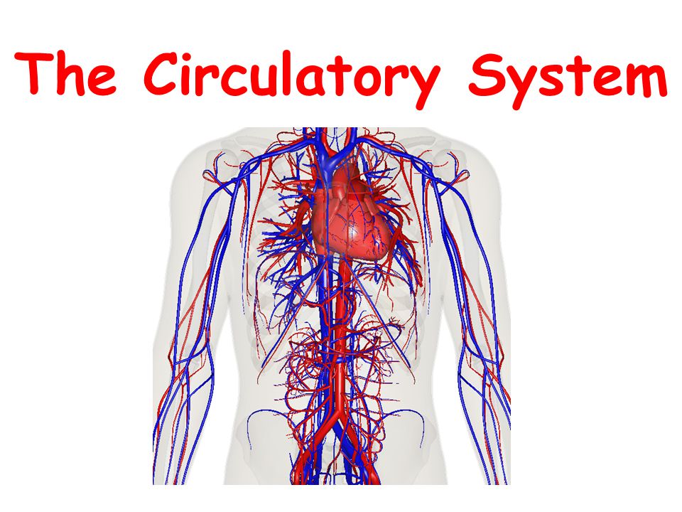 The Circulatory System - ppt download