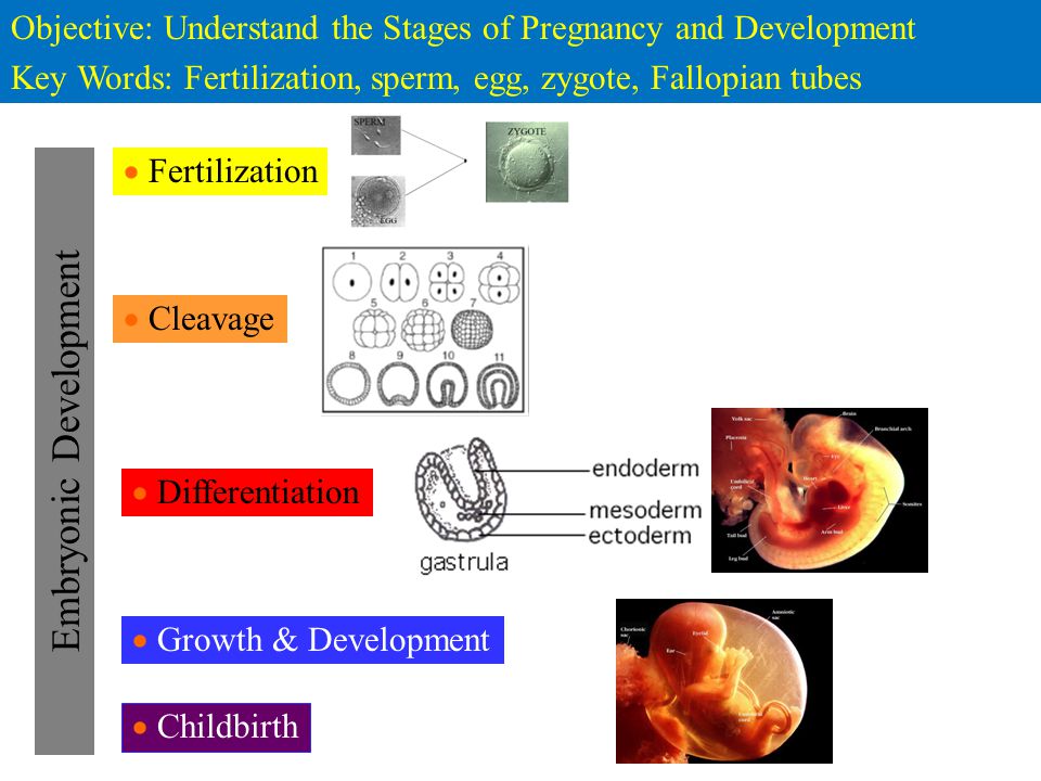 Embryonic Development - ppt video online download