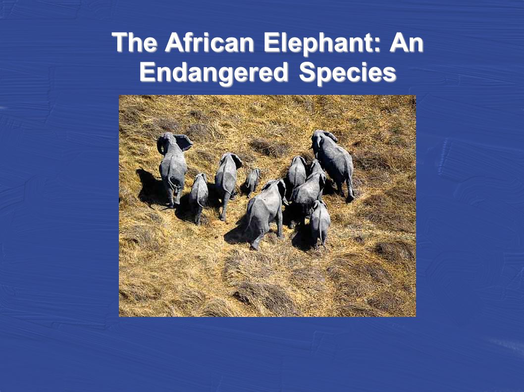 The African Elephant: An Endangered Species. African Elephants, the largest  living land animals, are being pushed into extinction by poaching and the.  - ppt download