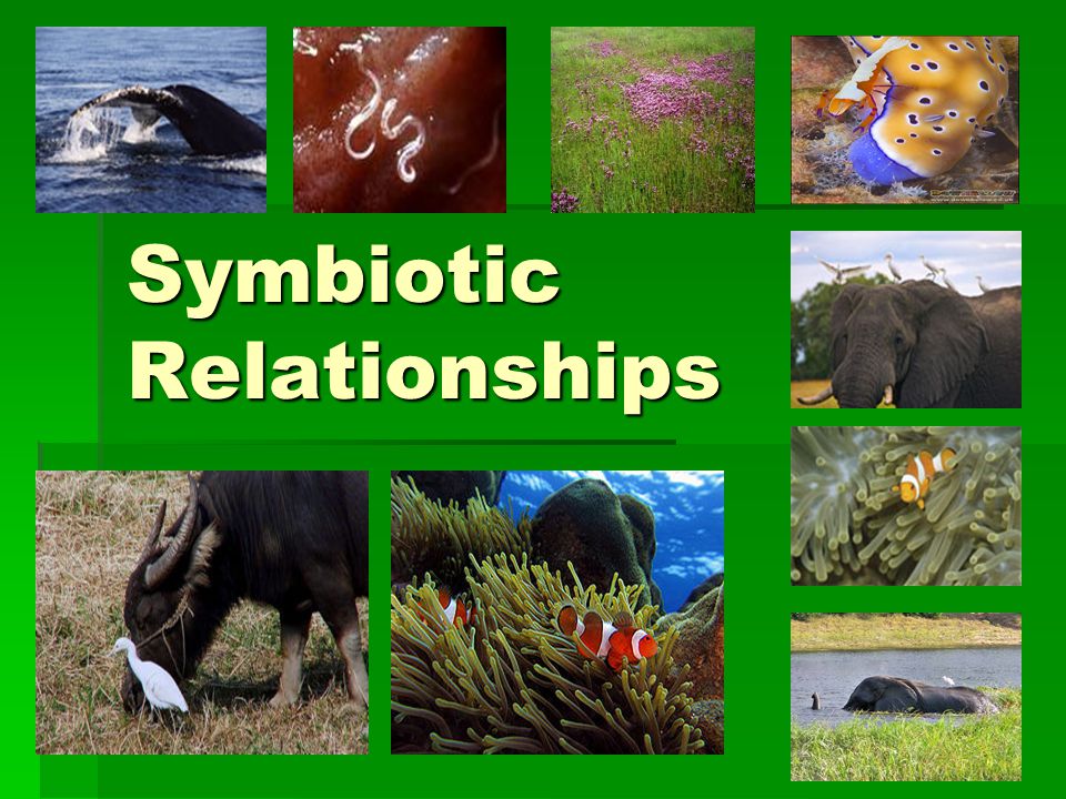 Symbiotic Relationships - ppt video online download