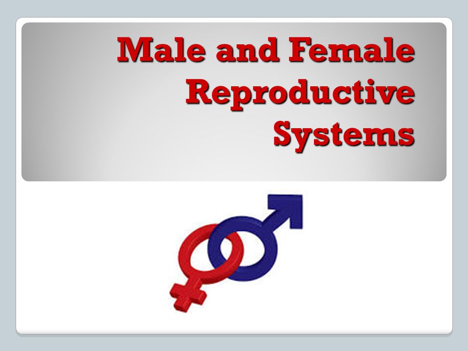 Male and Female Reproductive Systems - ppt video online download
