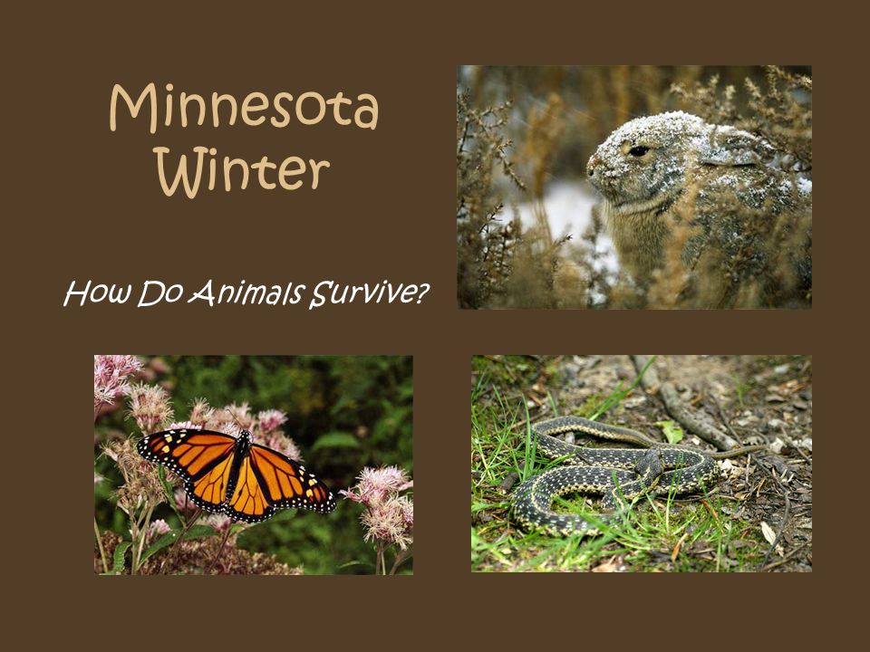 Minnesota Winter How Do Animals Survive?. Garter Snake How Does this Animal  Survive Minnesota Winter? Hibernate? Migrate? Deals with the Cold? - ppt  download