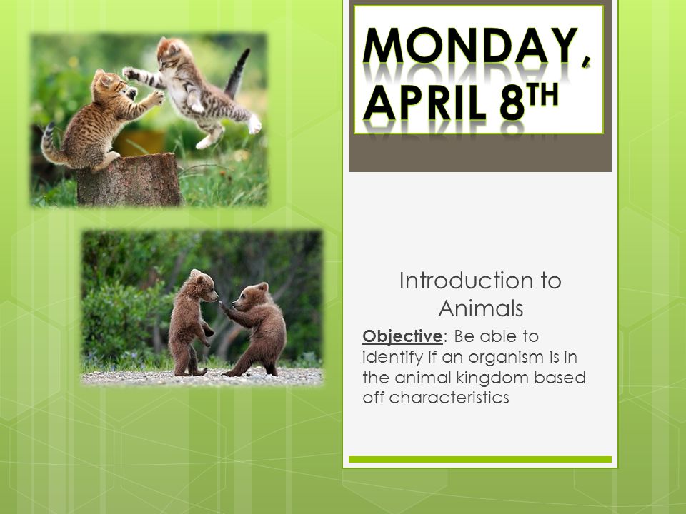 Introduction to Animals - ppt download