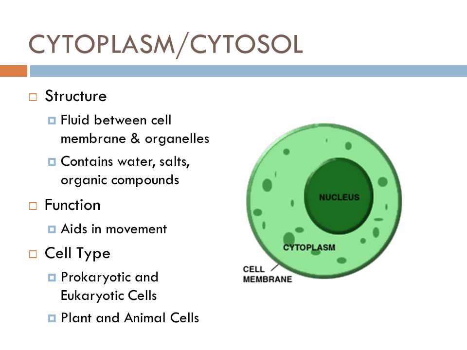 CYTOPLASM/CYTOSOL Structure Function Cell Type - ppt video online download