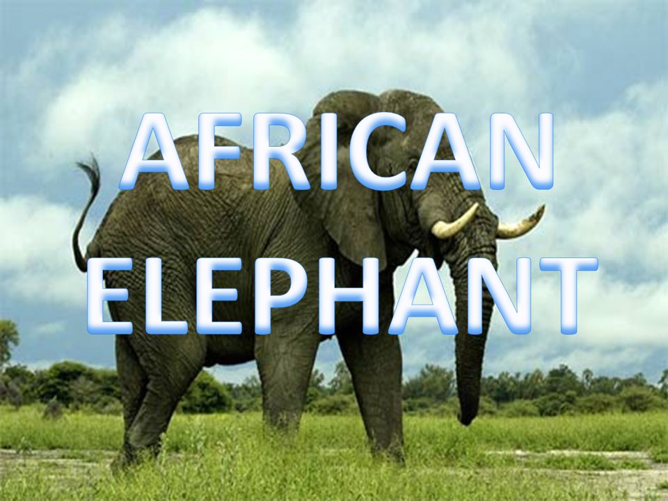 African elephants are the largest land animal mammals in the world. Colour:  Brownish-grey with wrinkly type skin Shape: shoulder height 3-4 metres  long, - ppt download