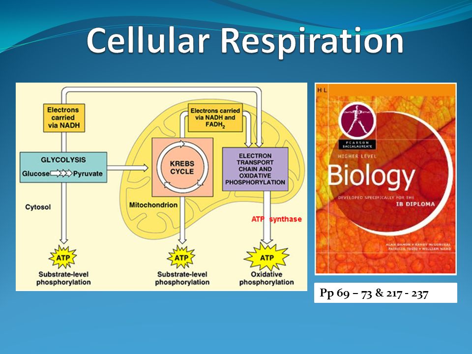 Cellular Respiration Pp 69 – 73 & ppt video online download