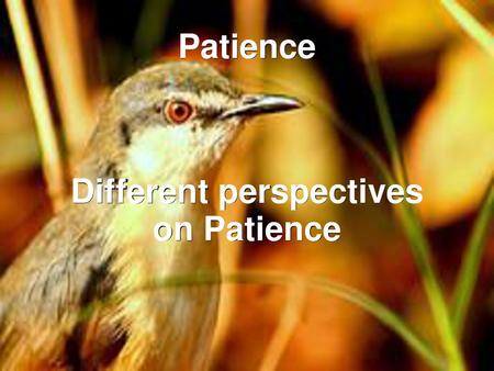 Different perspectives on Patience
