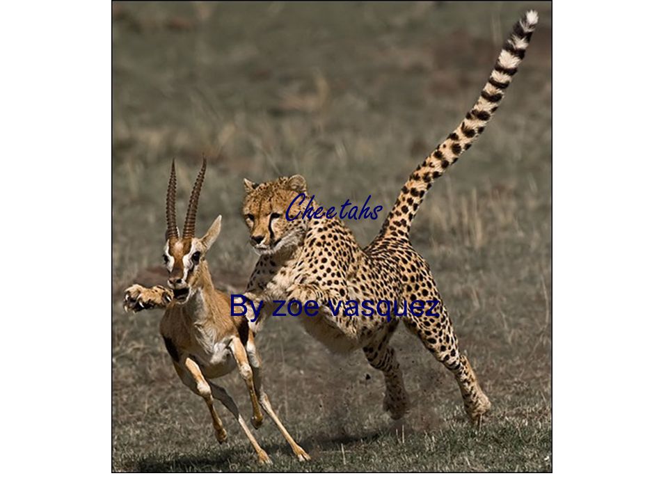 Cheetah Food Chain Biology Diagrams