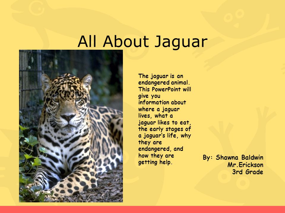 All About Jaguar By: Shawna Baldwin  3rd Grade The jaguar is an endangered  animal. This PowerPoint will give you information about where a jaguar. -  ppt download