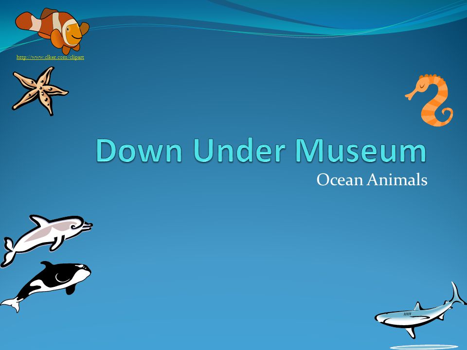 Ocean Animals This way to the large oceanic animals. This way to the small  oceanic animals. - ppt download