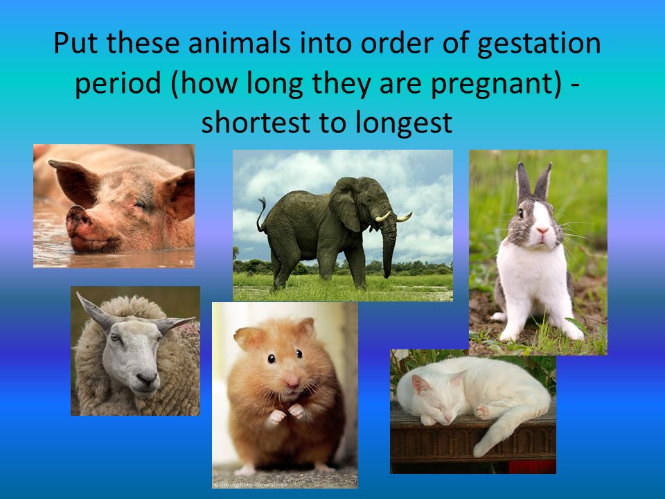 Shortest - Longest 21 months What about humans?. Put these animals into  order of gestation period (how long they are pregnant) - shortest to longest.  - ppt video online download