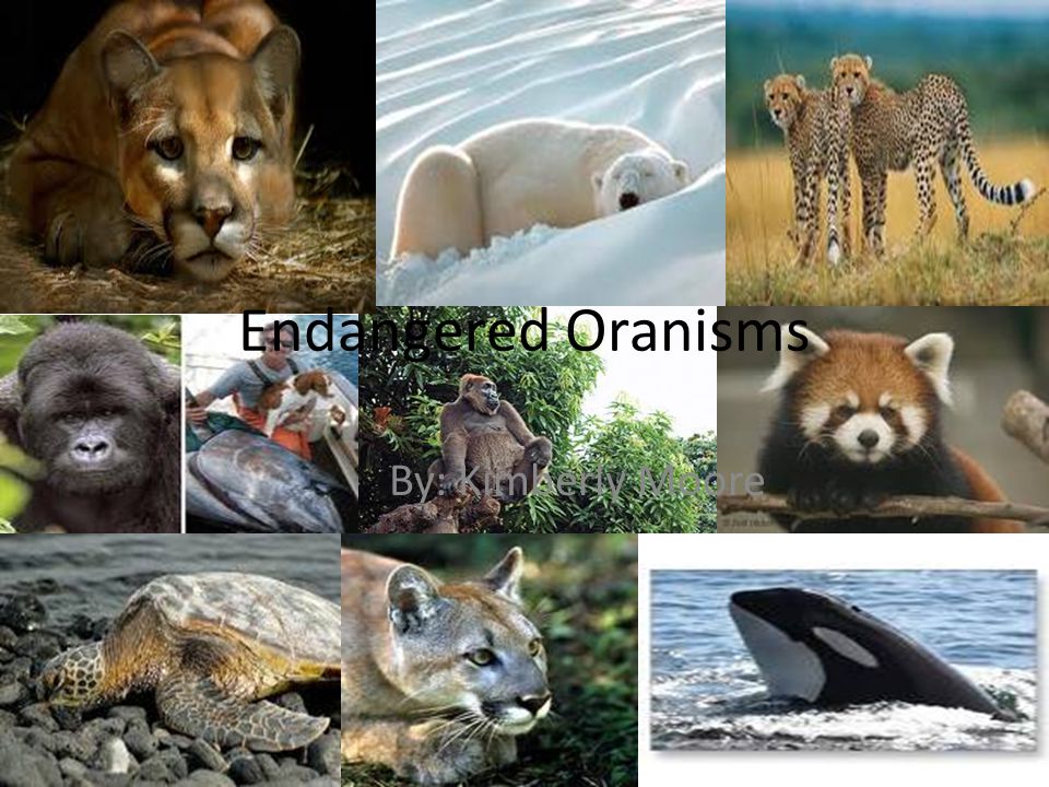 Endangered Oranisms By: Kimberly Moore. Philippine Eagle The Philippine  Eagle is among the rarest animal in the world and is facing extinction. The  Philippine. - ppt download