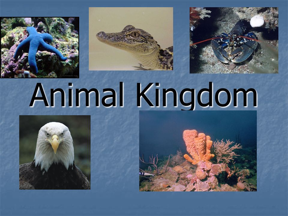 Animal Kingdom. - ppt video online download
