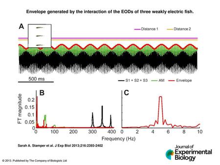 Envelope generated by the interaction of the EODs of three weakly electric fish. Envelope generated by the interaction of the EODs of three weakly electric.