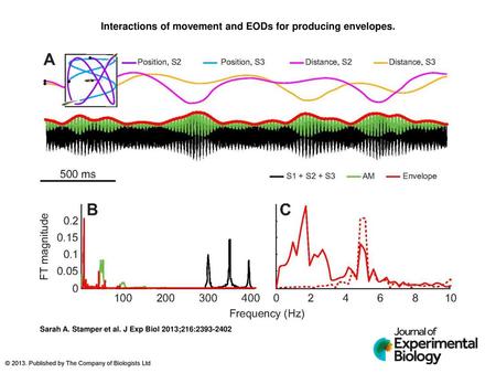 Interactions of movement and EODs for producing envelopes.