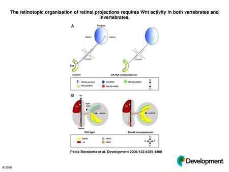 The retinotopic organisation of retinal projections requires Wnt activity in both vertebrates and invertebrates. The retinotopic organisation of retinal.