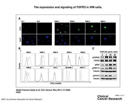 The expression and signaling of FGFR3 in WM cells.